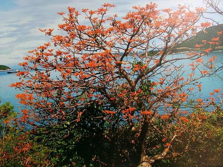 Trang Vu Homestay Cu Lao Cham Tân Hiệ エクステリア 写真